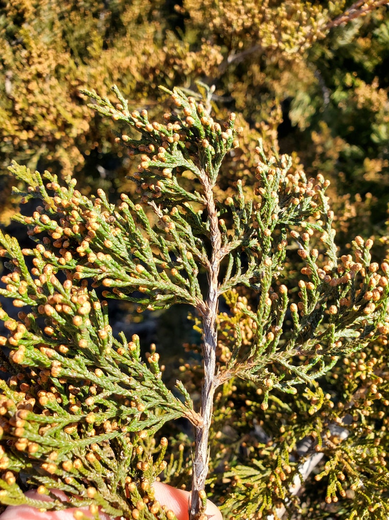 10 Incense Cedar Branches 18 Inches Long. Beautiful Fall Etsy