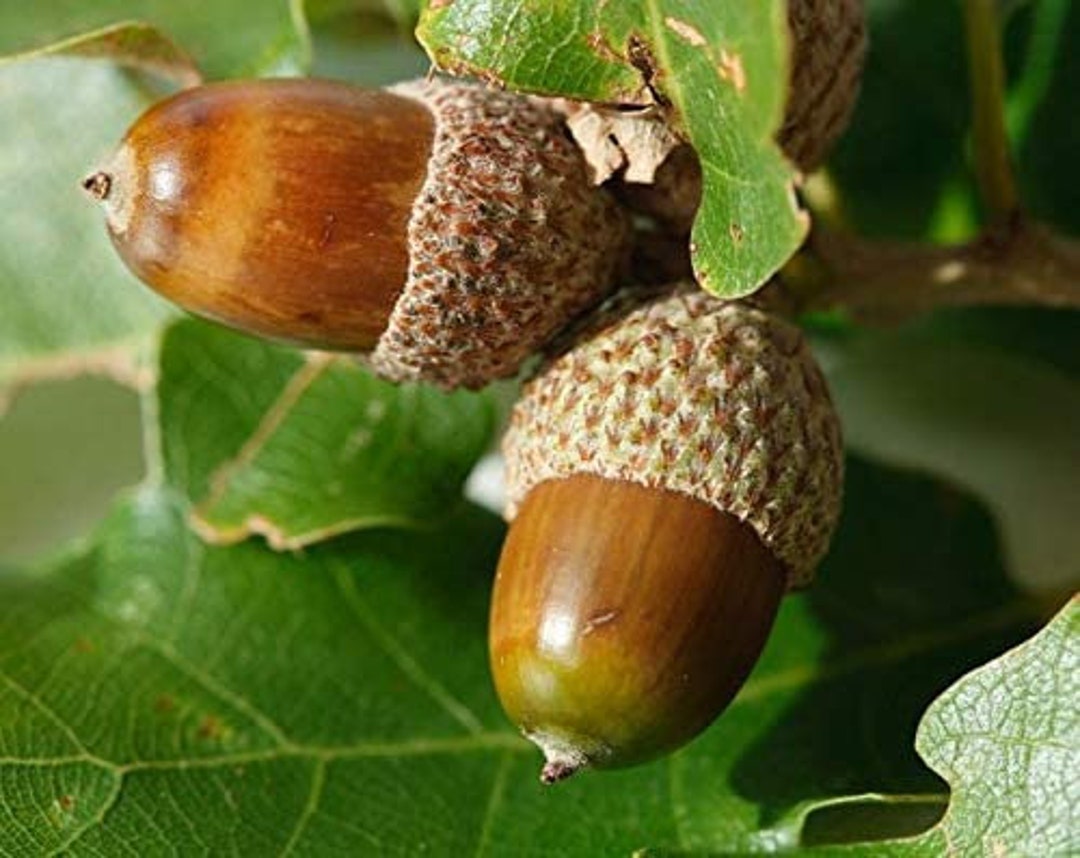 White Oak Tree Seeds for Planting 5 Seeds Highly Prized Etsy