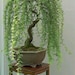 Bonsai Green Weeping Willow Tree - Thick Trunk Cutting - Exotic Bonsai Material 