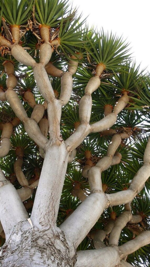 Dragon Blood Tree Seeds To Grow 6 Seeds Dracaena Draco Etsy Canada Dragon Blood Tree Seeds To Grow 6 Seeds Dracaena Draco Etsy Canada