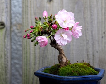 Blanco cálido 45cm LED Cherry Blossom Bonsai Sakura Tree Blanco cálido 45cm LED Cherry Blossom Bonsai Sakura Tree
