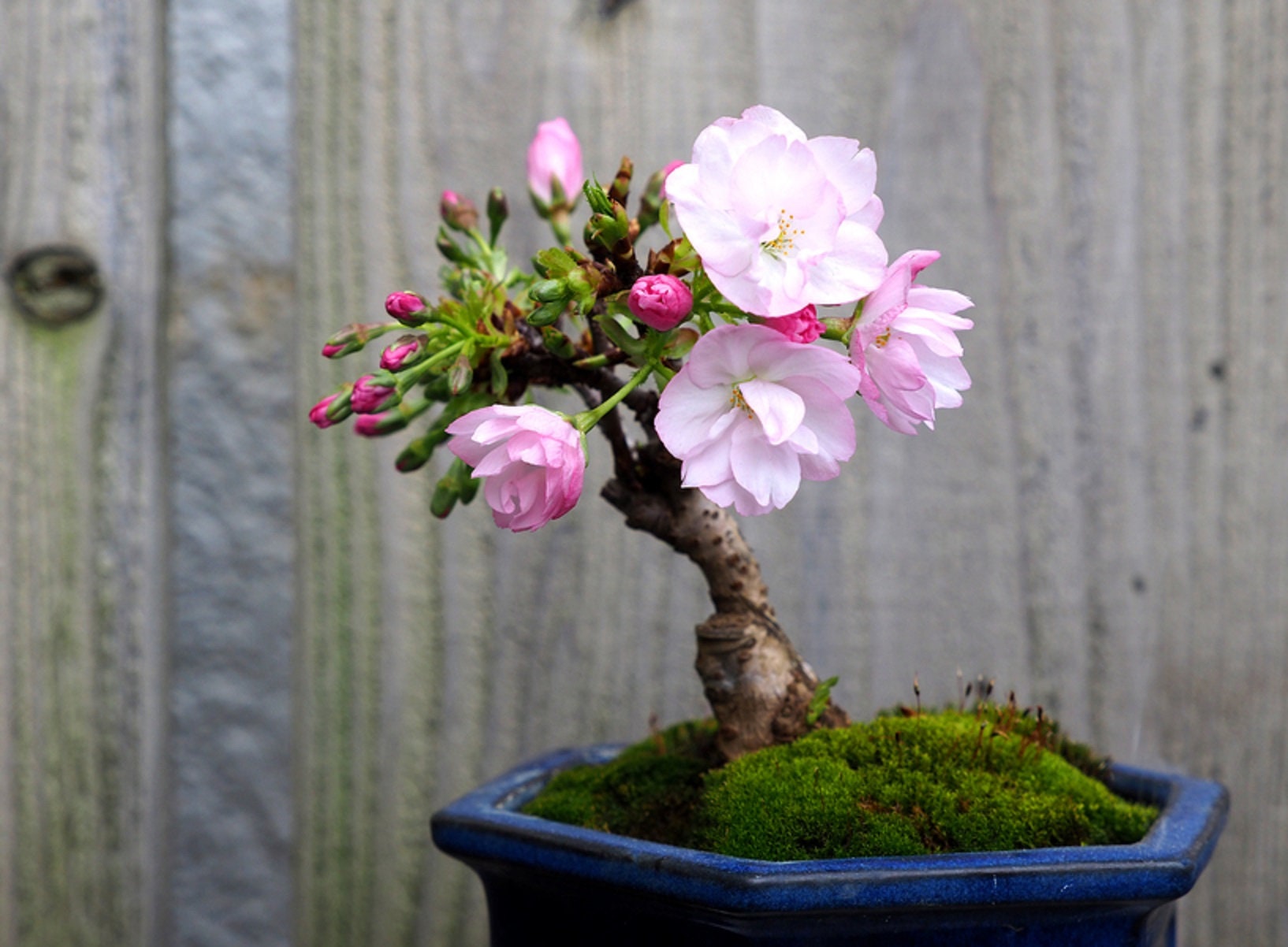 5. Transform Your Space With Cherry Blossom Bonsai: Seeds For A Japanese-Inspired Haven