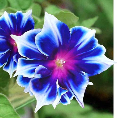 30 Seeds Ismay Morning Glory Seedsperennial authentic Etsy