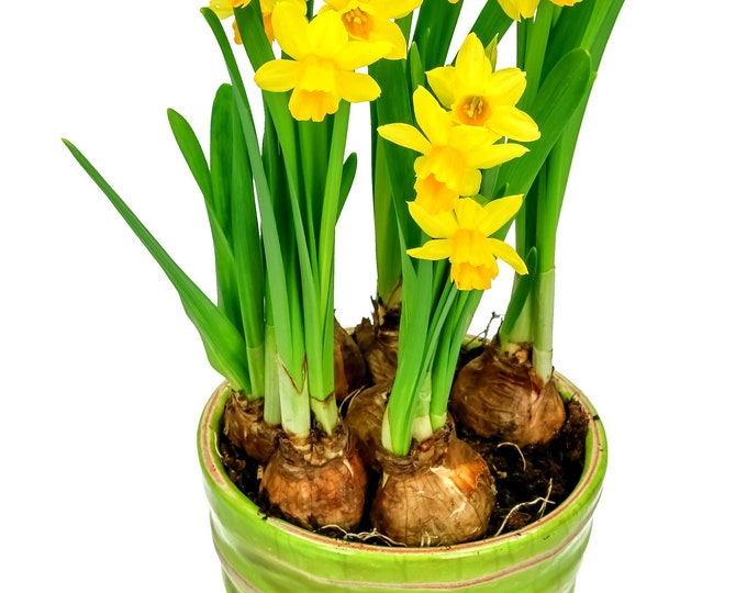 Pre Chilled Daffodil Bulbs for Forcing Indoors Grow Now in - Etsy