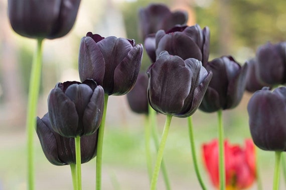 5 bulbos de tulipanes negros para plantar Fácil de cultivar - Etsy México