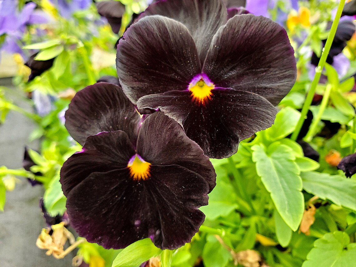 Black Pansy Seeds 100 Seeds Grow Stunning Black Pansies Etsy