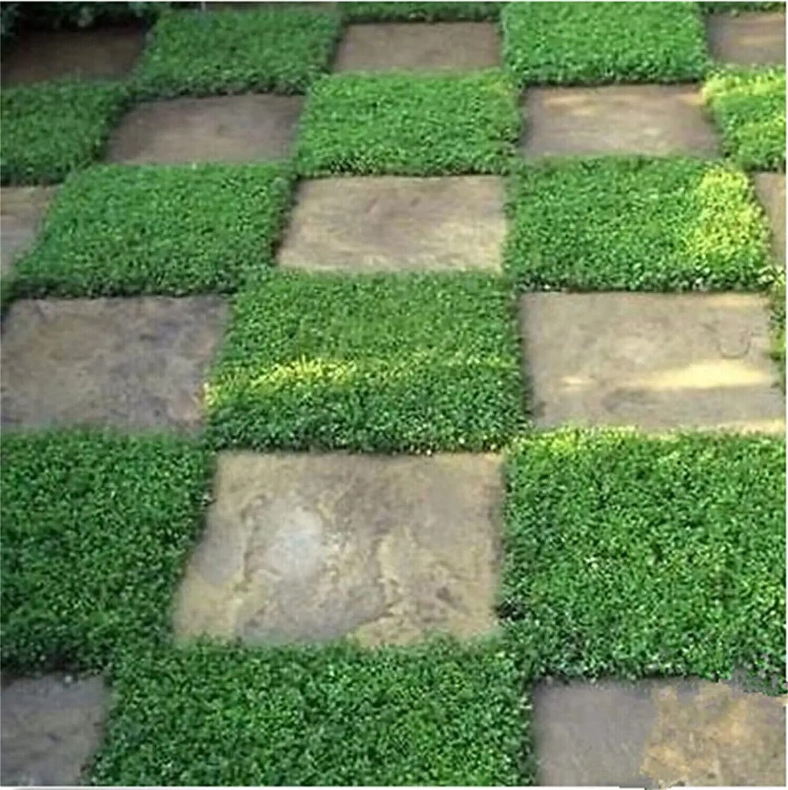 1000 Outdoor Green Carpet Seeds for Planting Rupturewort Etsy