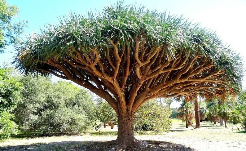 Dragon Blood Tree Seeds To Grow 6 Seeds Dracaena Draco Etsy Dragon Blood Tree Seeds To Grow 6 Seeds Dracaena Draco Etsy