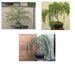 Bonsai Tree Bundle - 3 Thick Trunk Bonsai Willow Tree Cuttings - One each, Australian, Weeping, Dragon - Fast Growing Bonsai Trees 