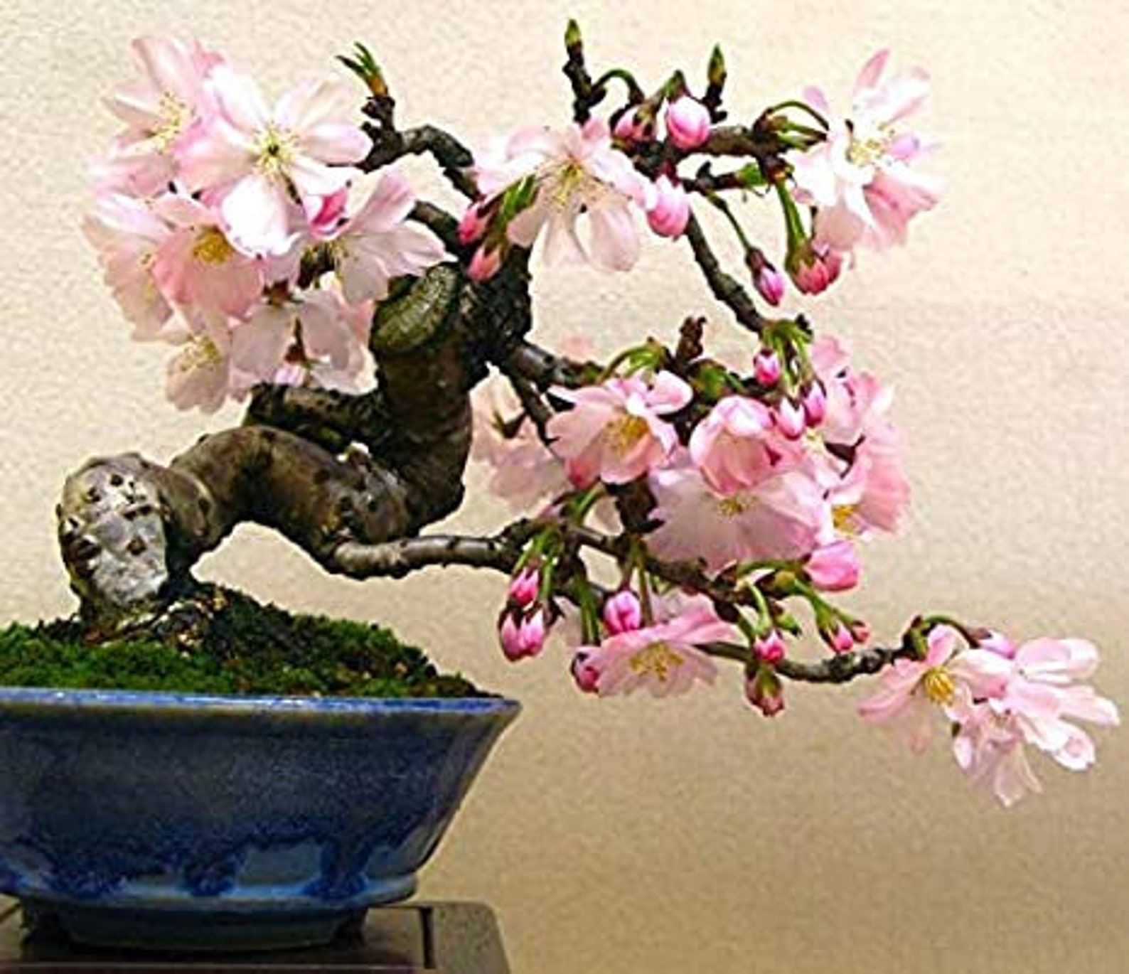 Sakura Bonsai Tree Seeds 10 Semillas de Sakura Cherry Etsy
