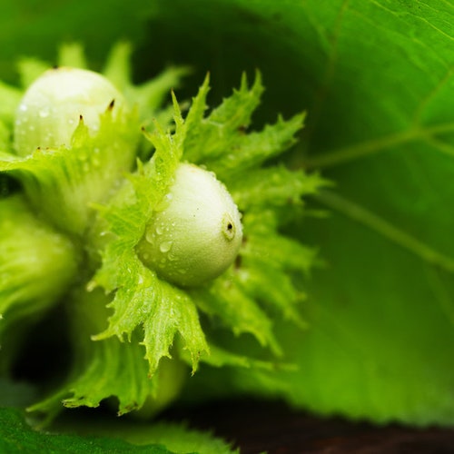 10 American Hazelnut Tree Seeds for Planting Corylus Etsy