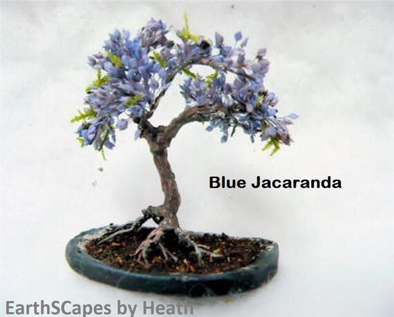 Bonsai Tree Seeds Blue Jacaranda Tree Seeds Jacaranda Etsy