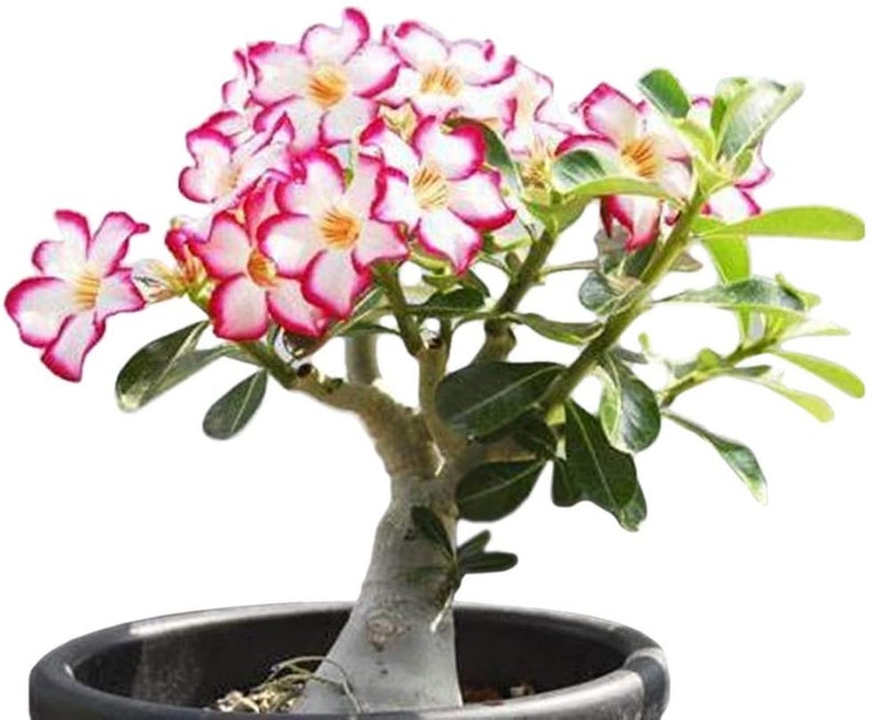 Bonsai Baum Wüstenrose Samen zum Wachsen 10Er Pack Sehr Etsy Österreich
