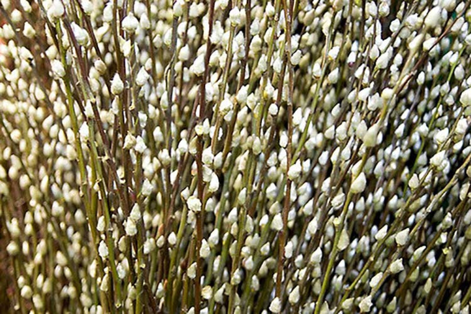 One Pussy Willow Tree Cutting Great Bonsai Specimen Salix Etsy