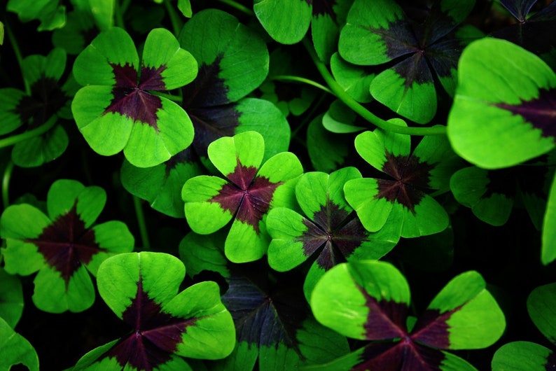 Iron Cross Shamrock Bulbs Grow Oxalis Healthy Bulbs to Etsy