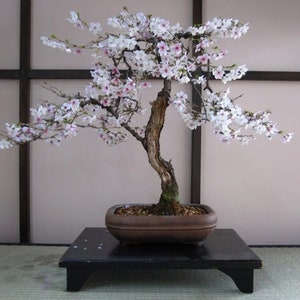 Kapok Tree 15 Seeds Ceiba Pentandra Silk Cotton Tree Etsy