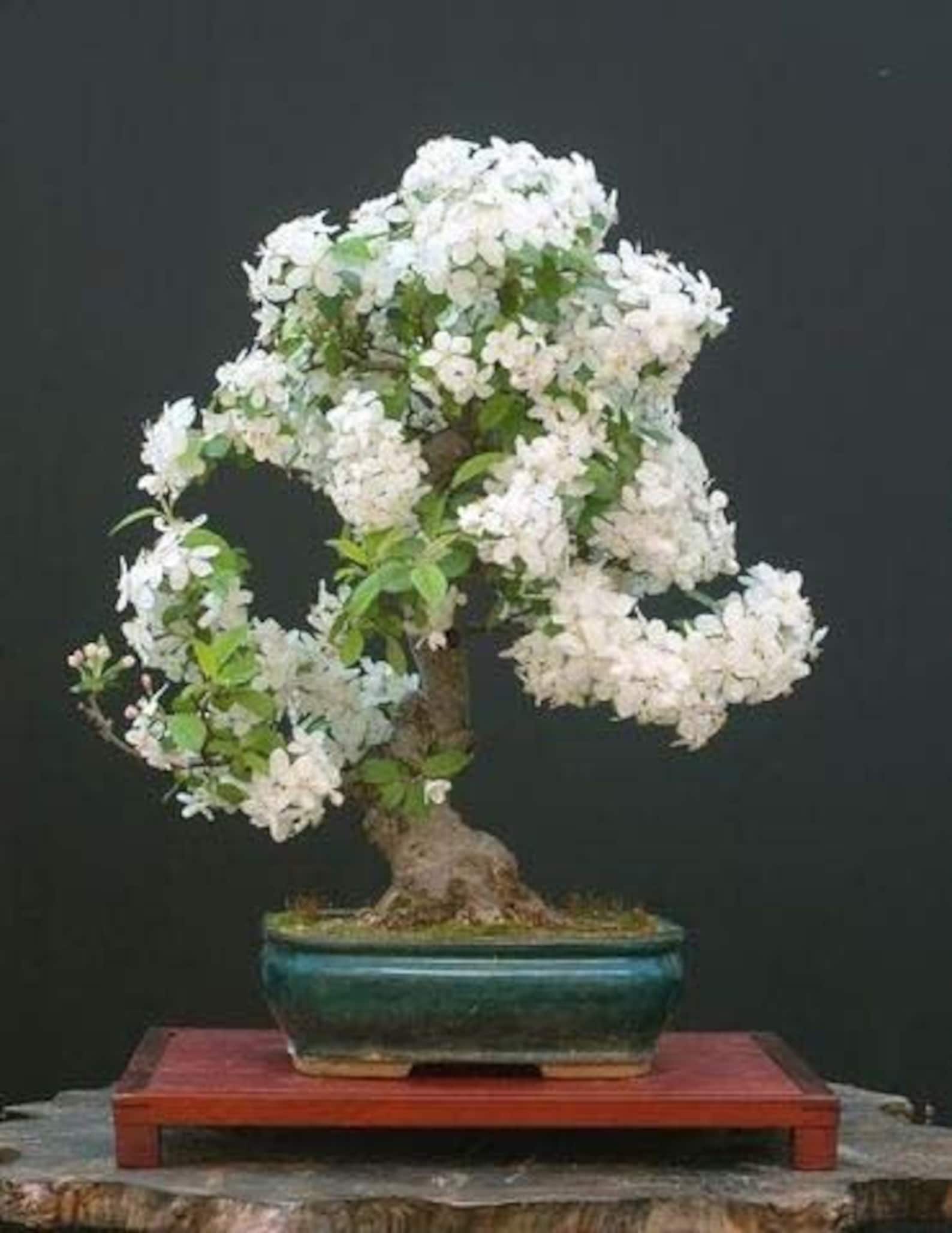 Bonsai Jasmine Tree Seeds 25 Seeds Highly Prized Flowering Etsy