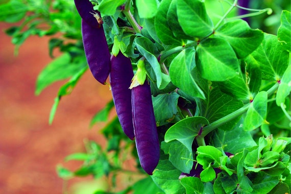 Graines de pois à gousses violettes pour la plantation 15 - Etsy France