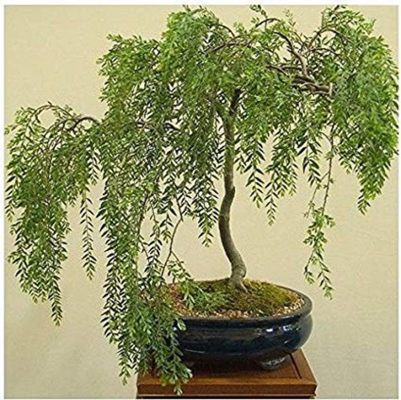 Bonsai Weeping Willow Tree Thick Trunk Get the Mature Etsy