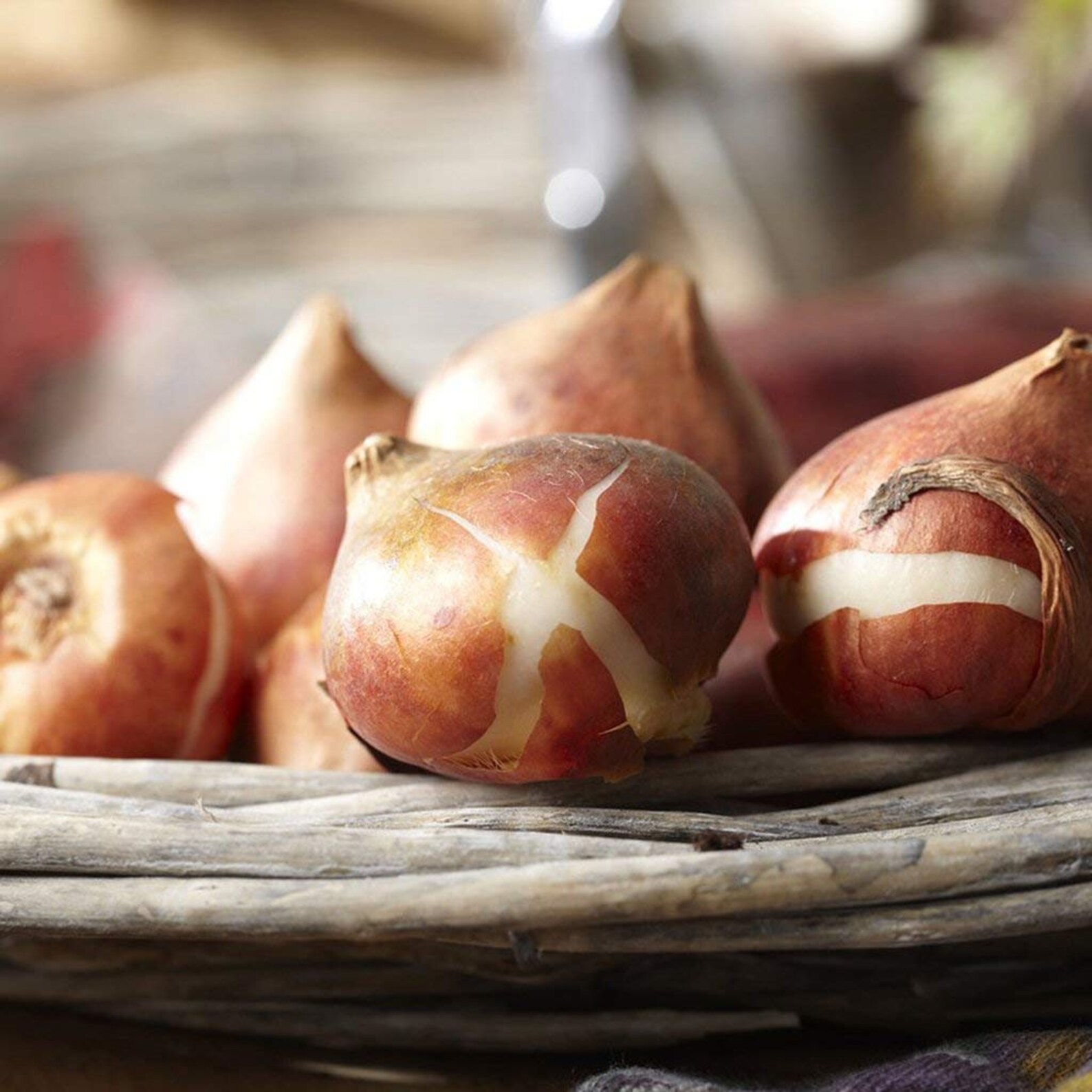 10 Jerusalem Tulip Bulbs Get 10 Huge Bulbs from our Iowa Etsy