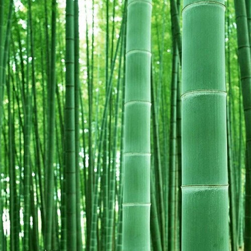 200 Giant Bamboo Seeds to Grow Grow Giant Bamboo Etsy