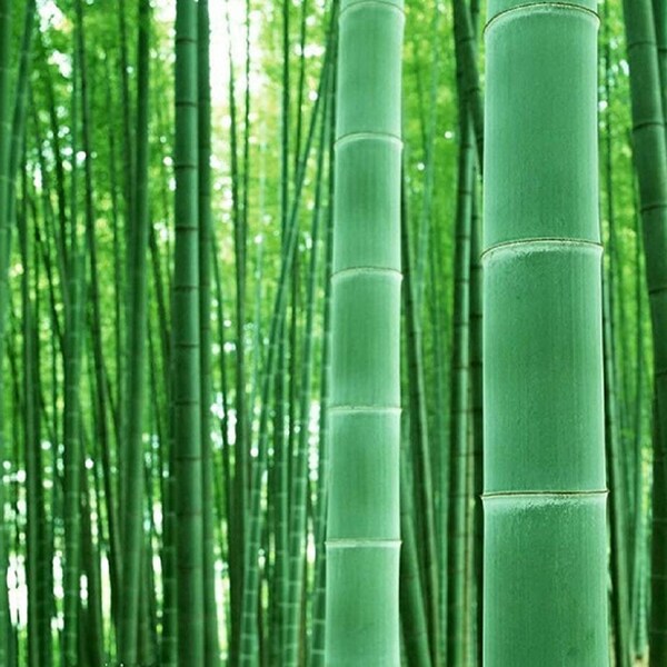 Giant Bamboo Seeds Etsy