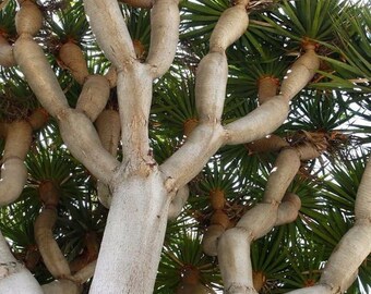 Dragon Blood Tree Etsy