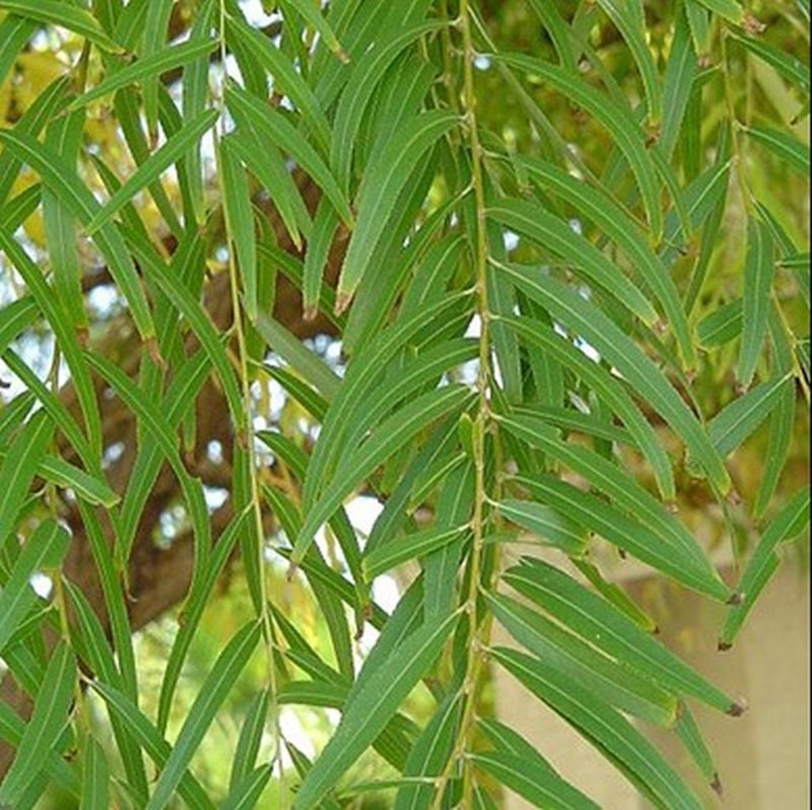 8 Globe Willow Trees Fast Growing Shade or Privacy Fresh Etsy