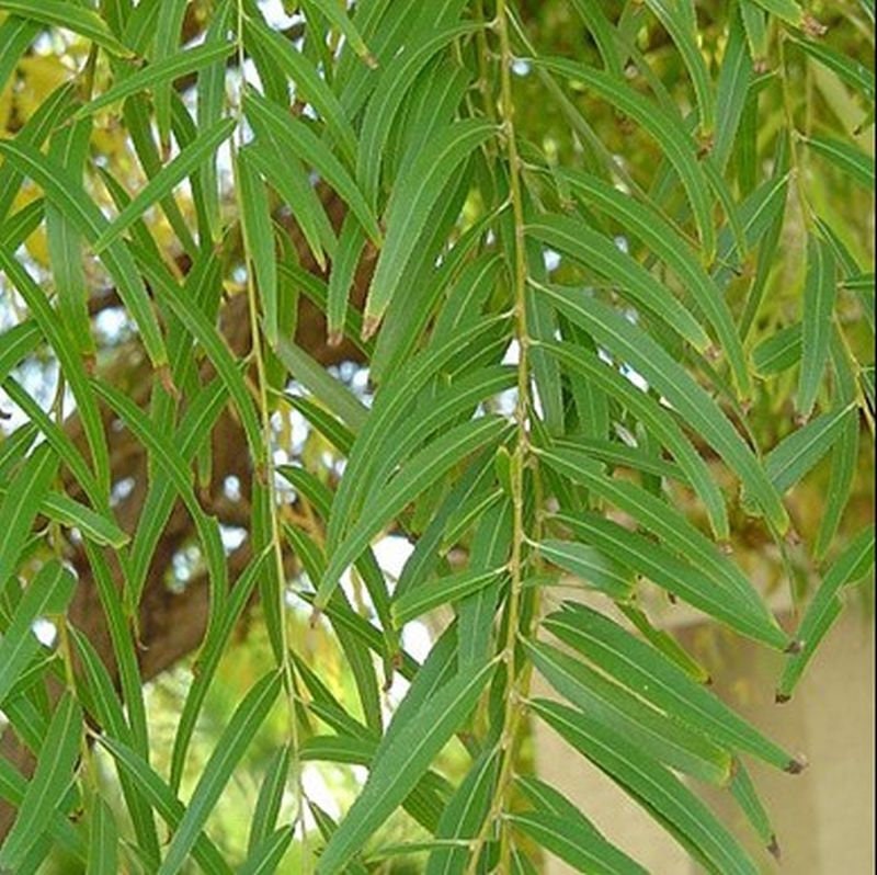 Two Globe Willow Trees Fast Growing Shade or Privacy Get 2 Etsy