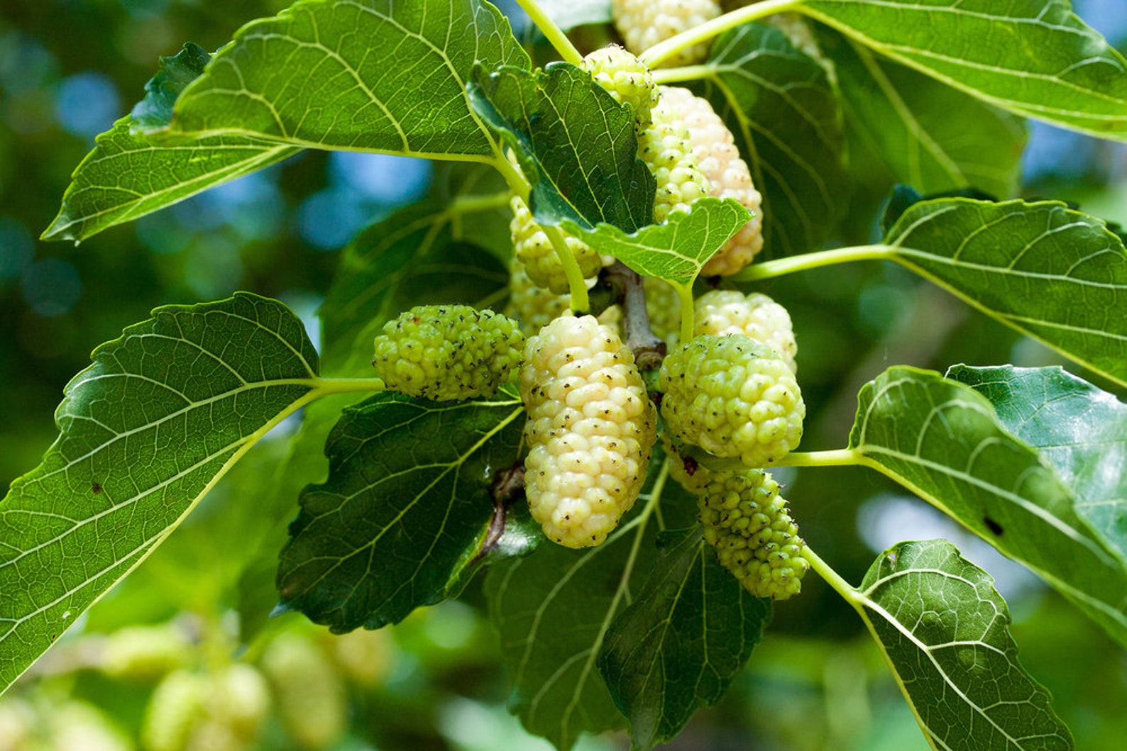 50 White Mulberry Tree Seeds Morus Alba Nongmo Seeds Etsy
