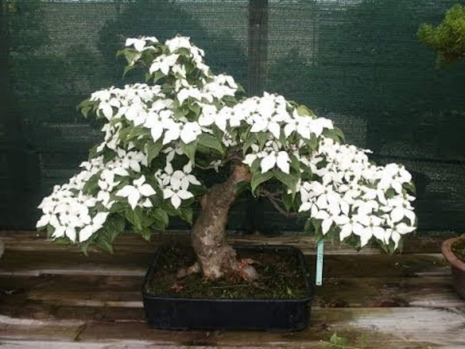 Bonsai Tree Seeds Flowering Dogwood 20 Seeds Beautiful | Etsy