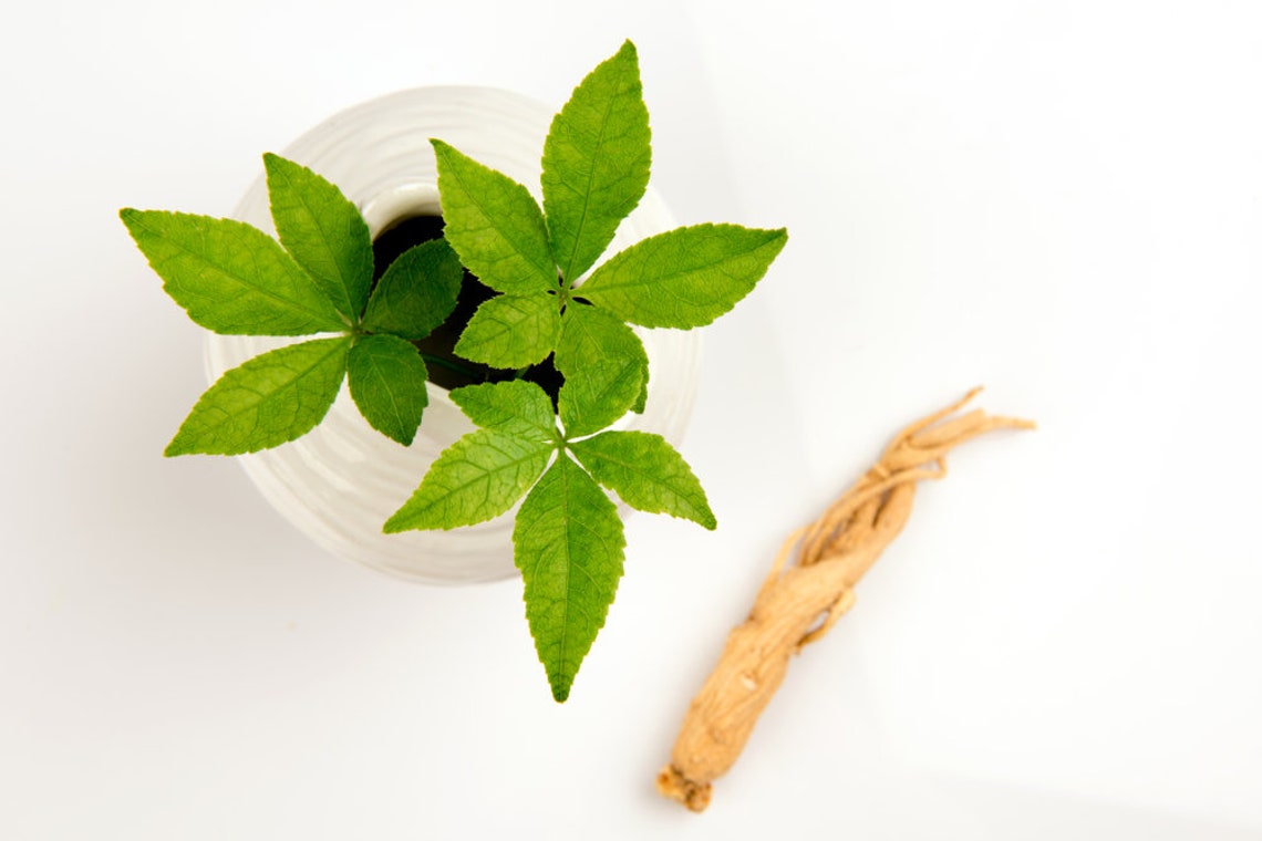 50 Female Ginseng Seeds Medicinal Properties Shipped From Etsy