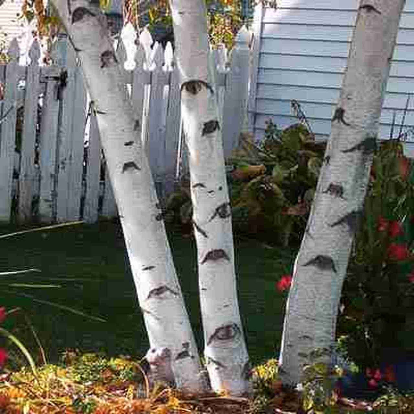 White Paper Birch Tree Seeds for Planting 100 Seeds Highly Etsy UK
