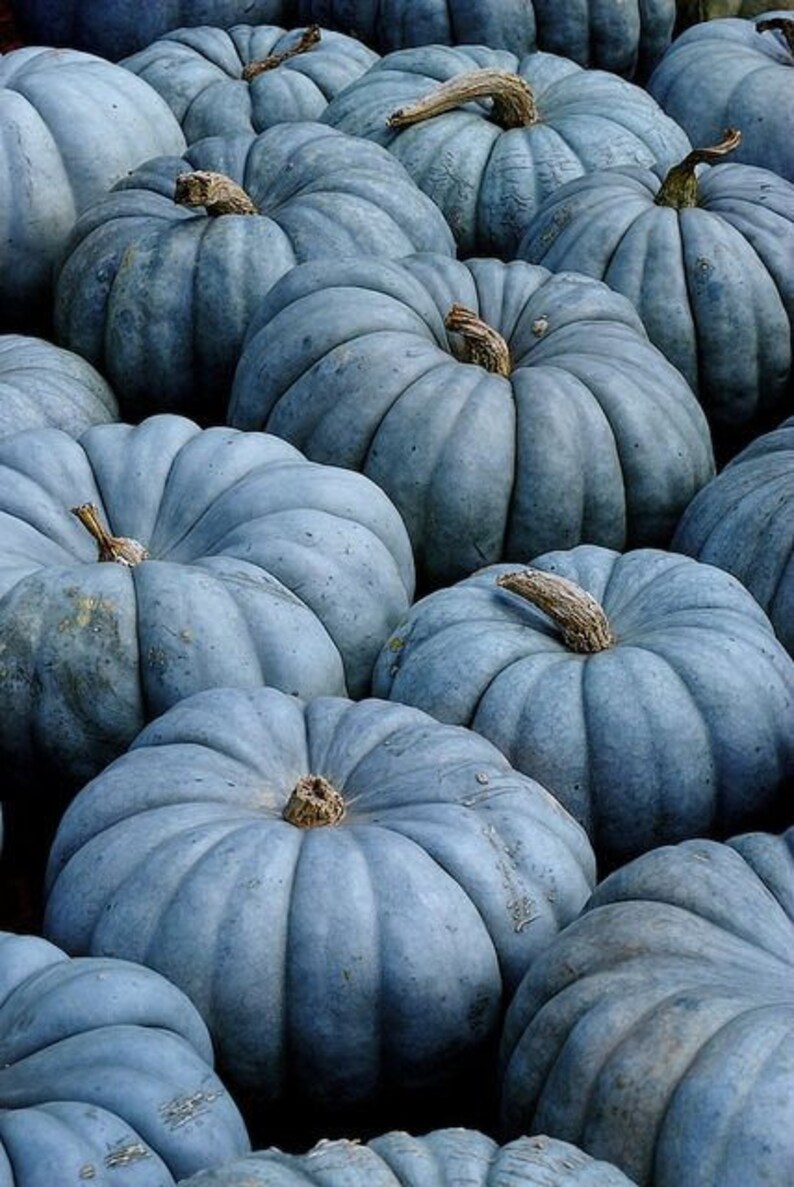 Exotic Blue Pumpkin Seeds 20 Pack Blue Jarrahdale Pumpkin Etsy