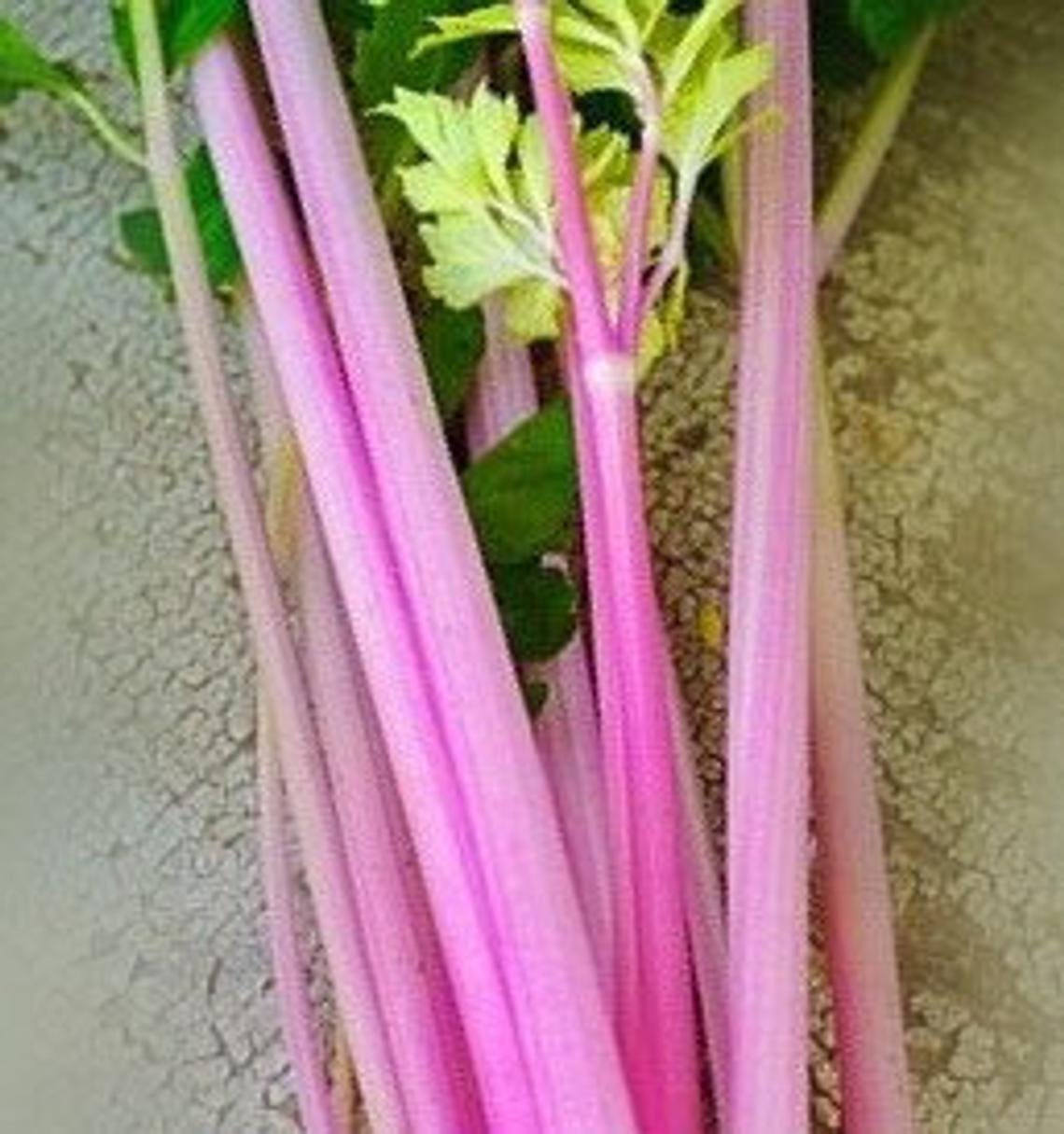 50 Pink Celery Seeds Chinese Apium Graveolens Heirloom Non Etsy