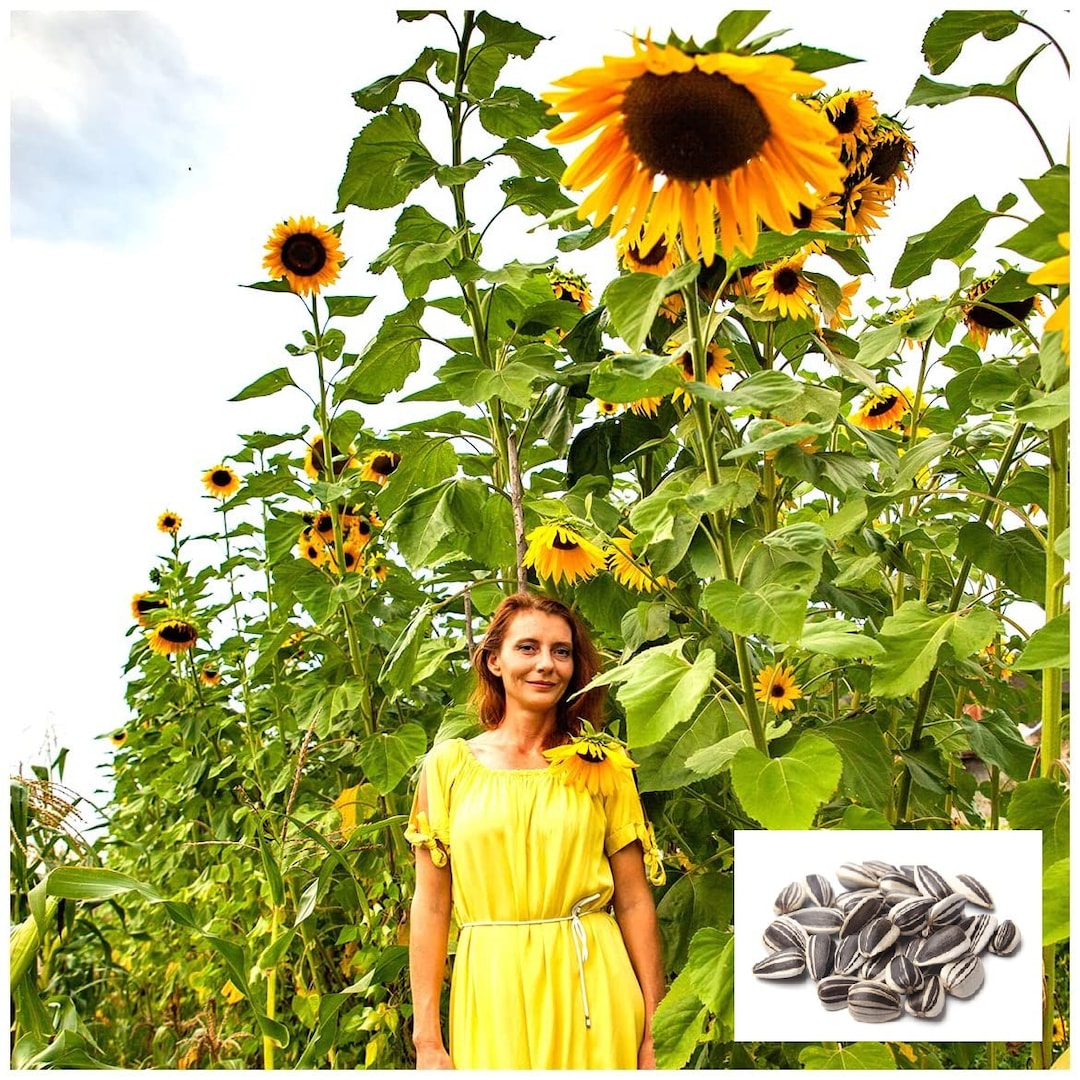 Skyscraper Sunflower Seeds for Planting Huge 1520 Feet Tall Etsy
