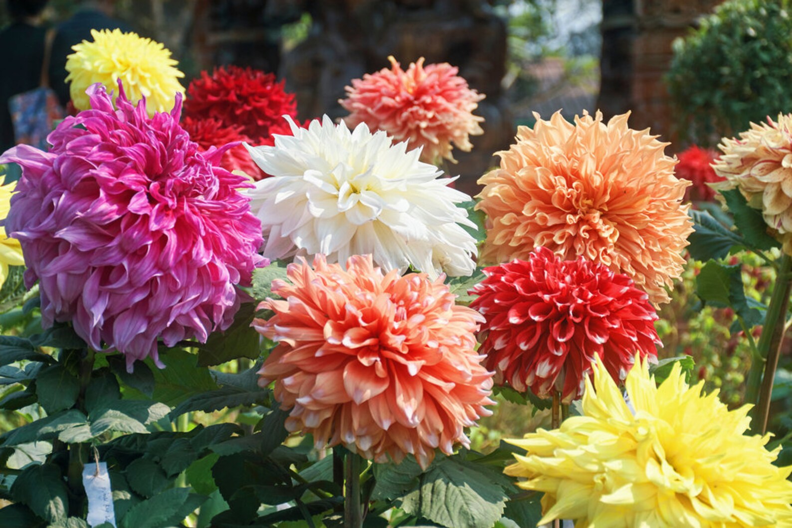30 Dahlia Showtimeshowpiece Flower Seeds Made in USA Ships Etsy