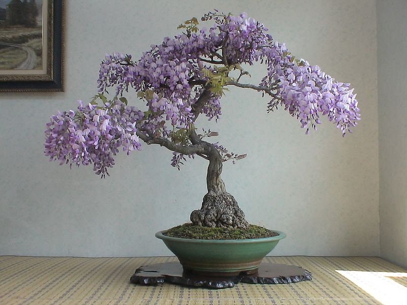 Bonsai Tree Chinese Wisteria Tree Seeds Highly Prized Etsy New Zealand
