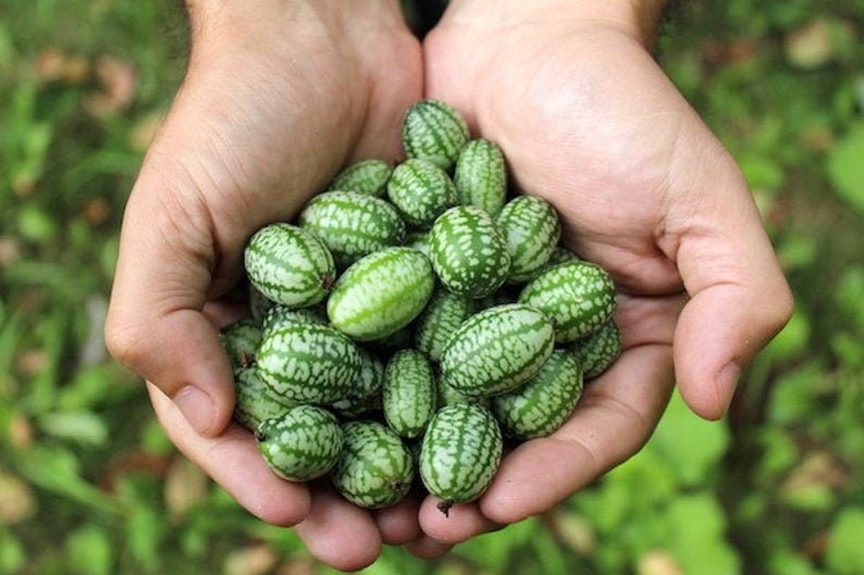 Mouse Melon Seeds 20 Pack of Seeds Grow This Exotic and Etsy
