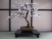 Bonsai Black Cherry Tree Seeds - 20 Seeds - Grow a Fruit Bearing Bonsai Tree 