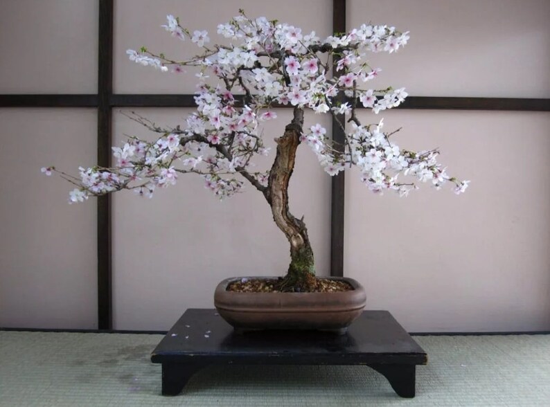 Bonsai Black Cherry Tree Seeds 20 Seeds Grow a Fruit Etsy