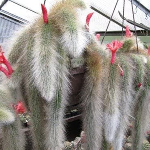 Monkey Tail Cactus Hildewintera Colademononis. Long Supple - Etsy