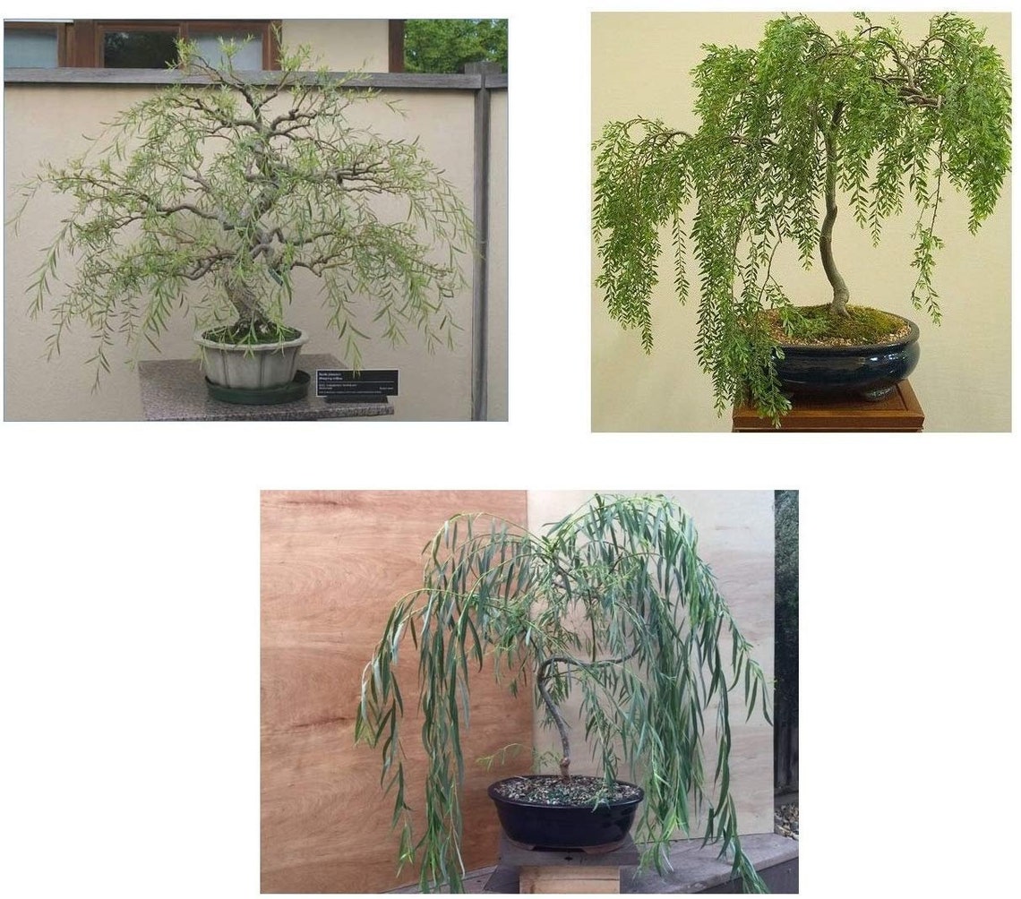 Ultimate Willow Bonsai Bundle 9 Types O Exotic Willow Etsy