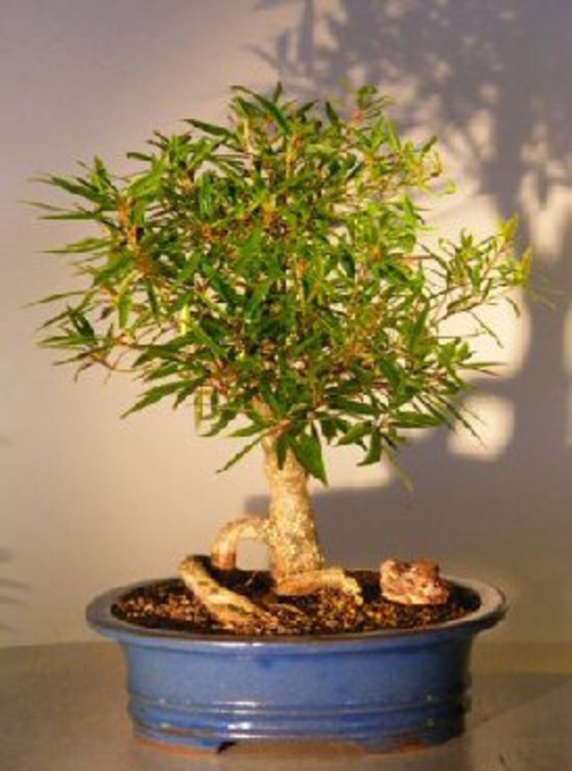 One Dwarf Weeping Willow Tree Cutting Excellent Bonsai Tree Etsy