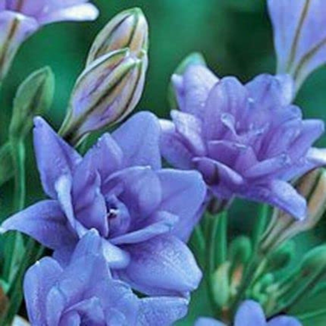 10 Triteleia Aquarius Bulbs for Planting Etsy