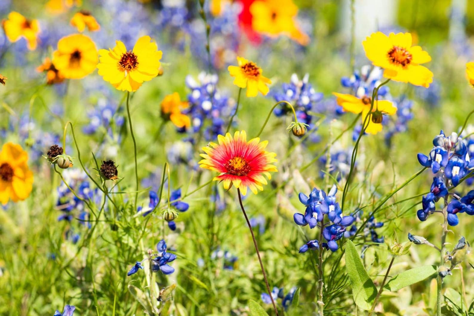 Drought Tolerant Wild Flower Seeds Kit OpenPollinated Bulk Etsy