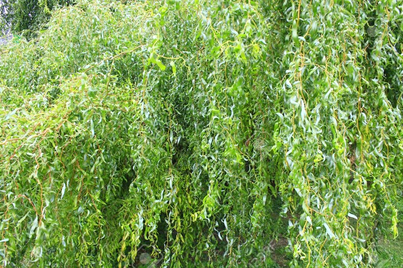 Rare Weeping Golden Curly Willow Tree Cutting Grow a Etsy