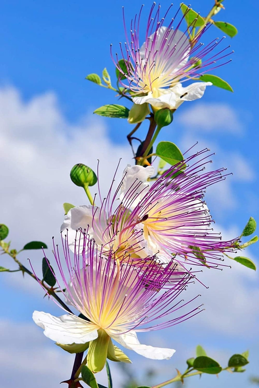 30 Caper Bush Seeds to Grow Capparis Spinosa Etsy