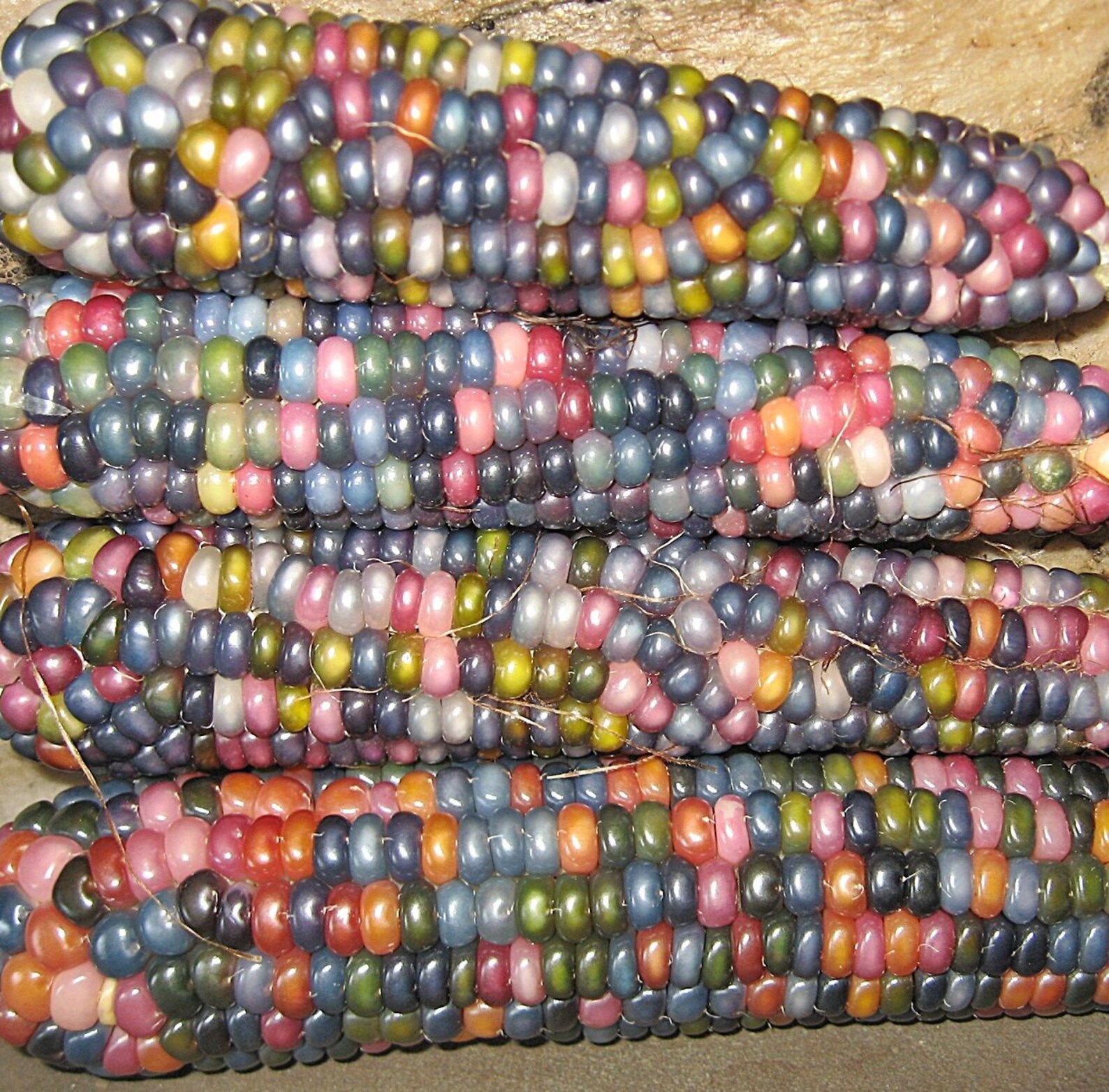 Rare Glass Gem Indian Corn Seeds 25 Seeds Vibrant Etsy