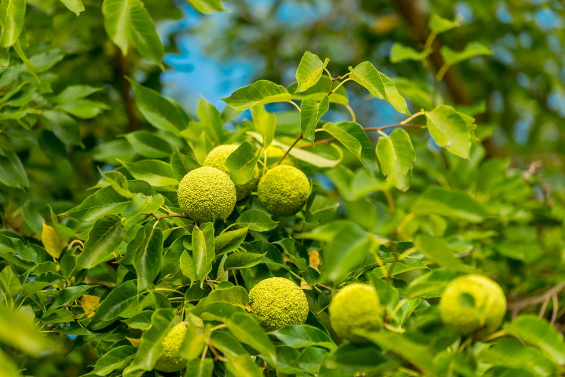 20 Osage Orange Tree Seeds Exotic Fruit Tree Etsy